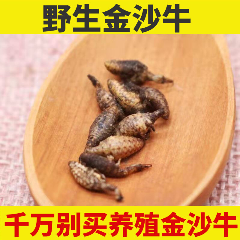 金沙牛中药材野生蚁狮倒退虫金砂牛蚂岭虫地牯牛无杂沙牛虫10g