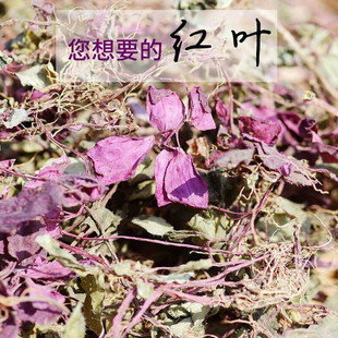 野生风柜斗草正宗风鼓草天然风谷草红杆风骨草楮头红干品250g