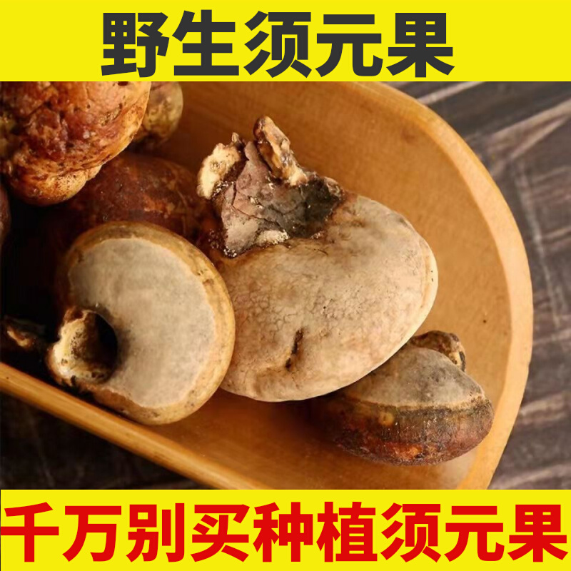野生须元果耶香豆觅阳果中药材隐孔菌无根须阳果松橄榄树荷包100g