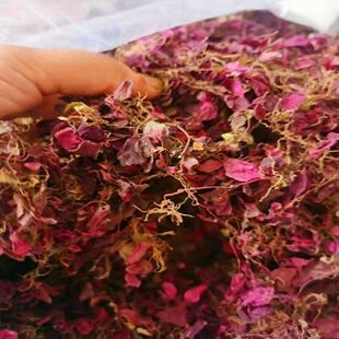 福建风鼓草风柜斗草风谷草红杆风骨草楮头红干品中草药250g