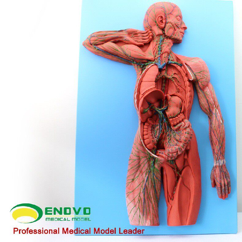 enovo颐诺医学人体淋巴系统解剖模型淋巴器官模型人体免疫系统