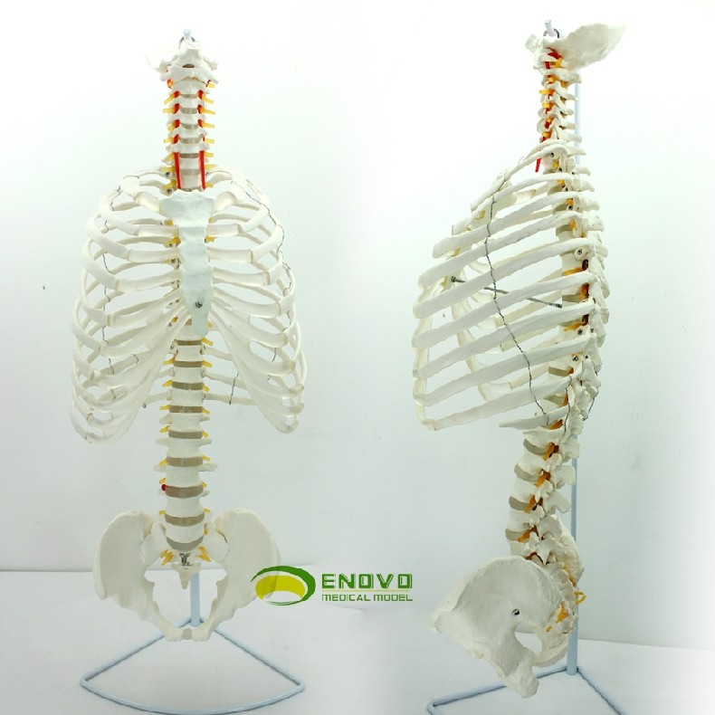 ENOVO颐诺医学人体脊柱模型脊椎骨盆整骨胸骨肋骨胸腔骼模骨架