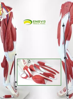 MDCD海医人体下肢肌肉血管神经模型腿部运动系统医学人体解剖