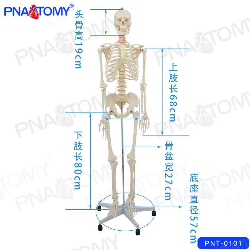全身人体骨骼模型175cm骨架成人脊柱骷髅可拆卸 教学瑜伽