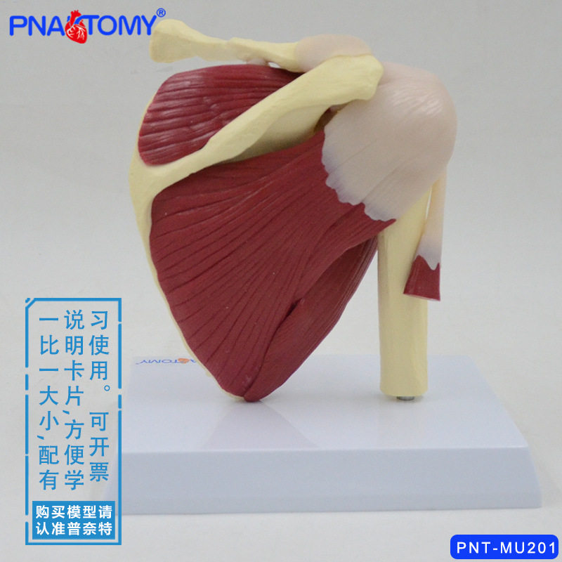 肩关节模型附韧带肌肉骨骼结构锁骨肱骨肩胛骨肩部结构造教学教具