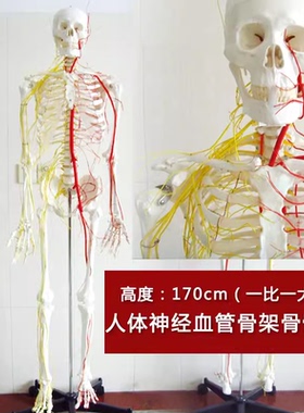 MDCD海医人体170CM骨骼神经血管骨架标本骨骼模型医用