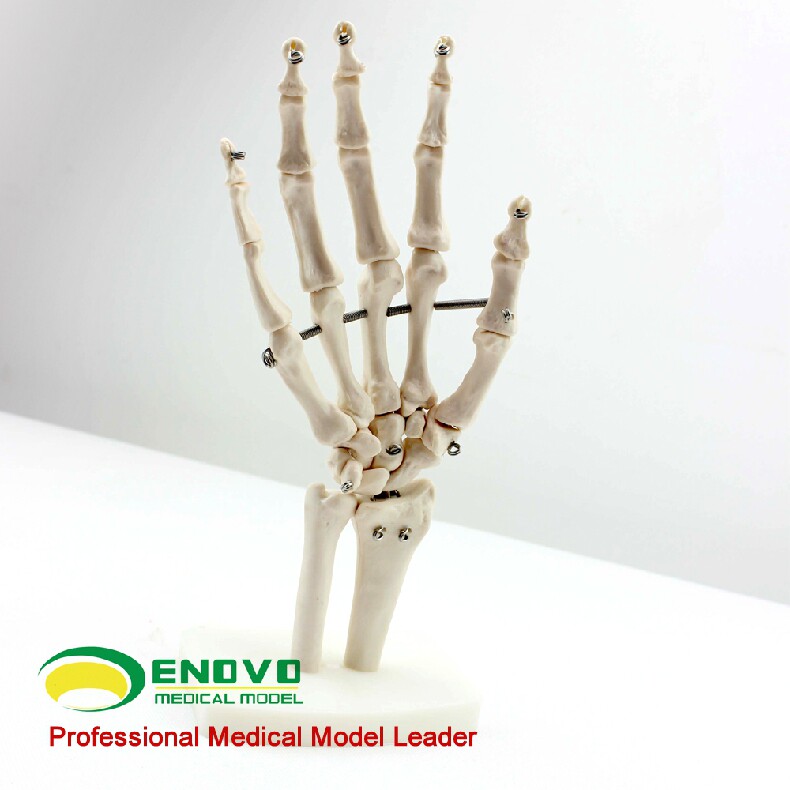 enovo正品医学人体手关节模型手骨尺骨桡骨模型人体骨骼手足外科