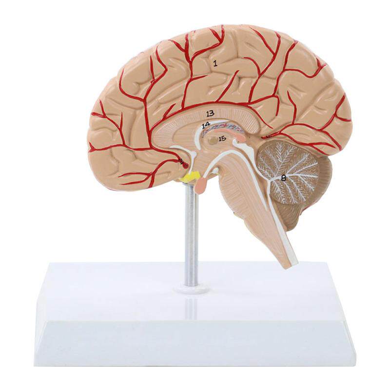 人体脑解剖模型人体脑血管模型