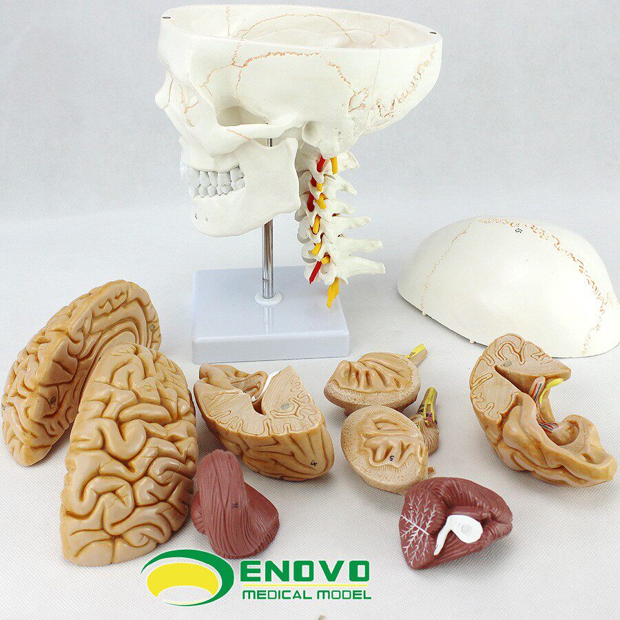 ENOVO颐诺医学人体头颅骨大脑模型头骨模型1:1颅脑神经外科解剖