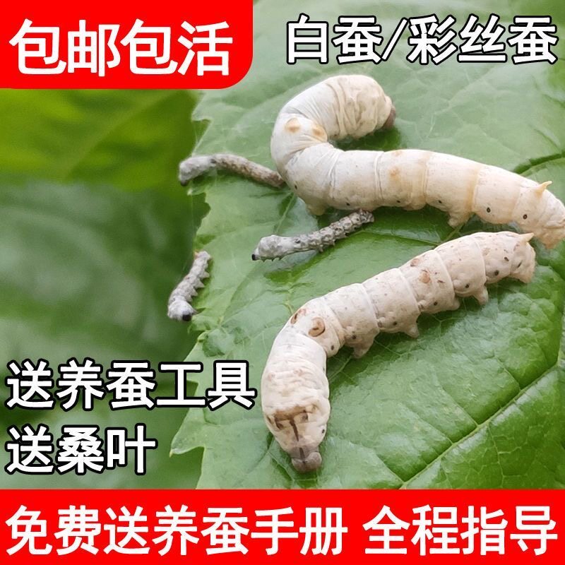 春蚕桑叶养蚕新鲜234龄蚕宝宝活体幼虫送龄小蚕学生套装儿童1活物