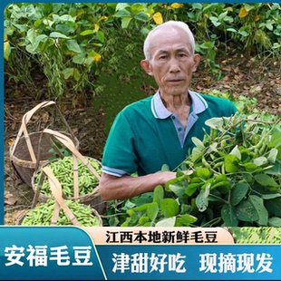 【安福毛豆】江西露天新鲜毛豆带壳青豆嫩豆荚黄豆本地农家扁毛豆