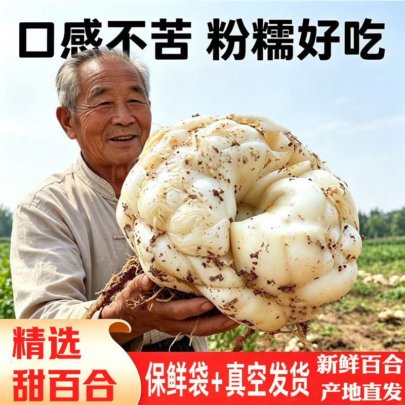 江西鲜甜龙牙百合现挖粉糯大个