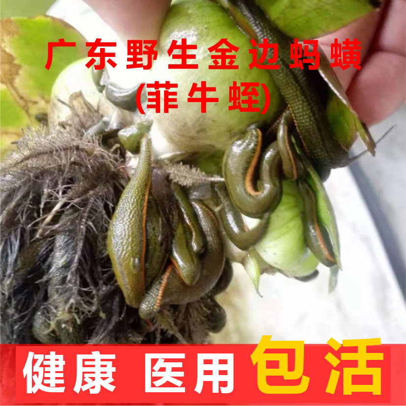 蚂蟥活体水蛭菲牛吸血药用金边