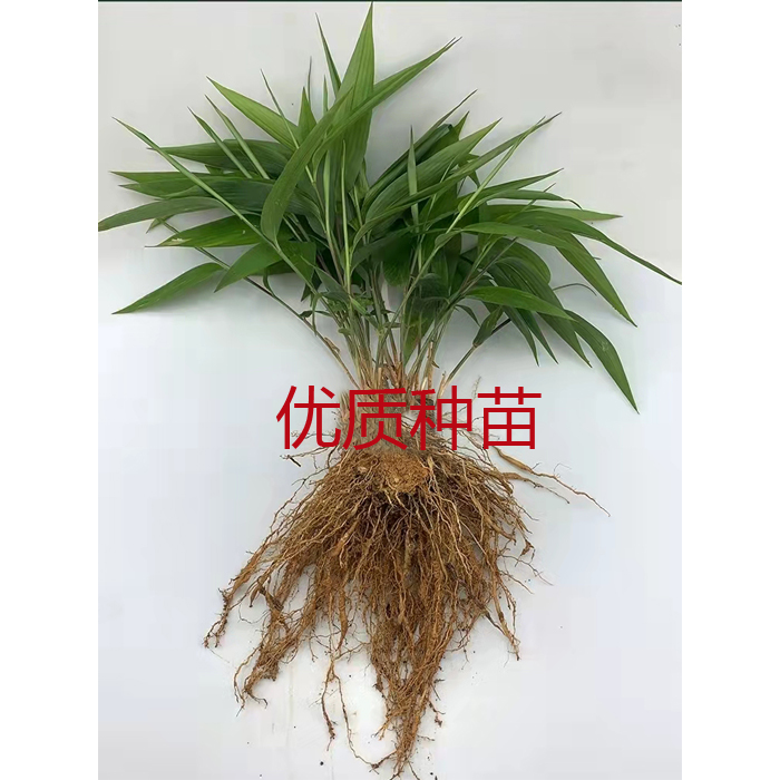 中药材盆栽淡竹叶中药材