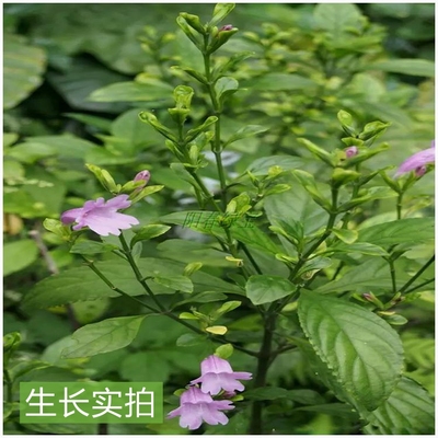 南板蓝根蓝叶防治清热解毒枝叶