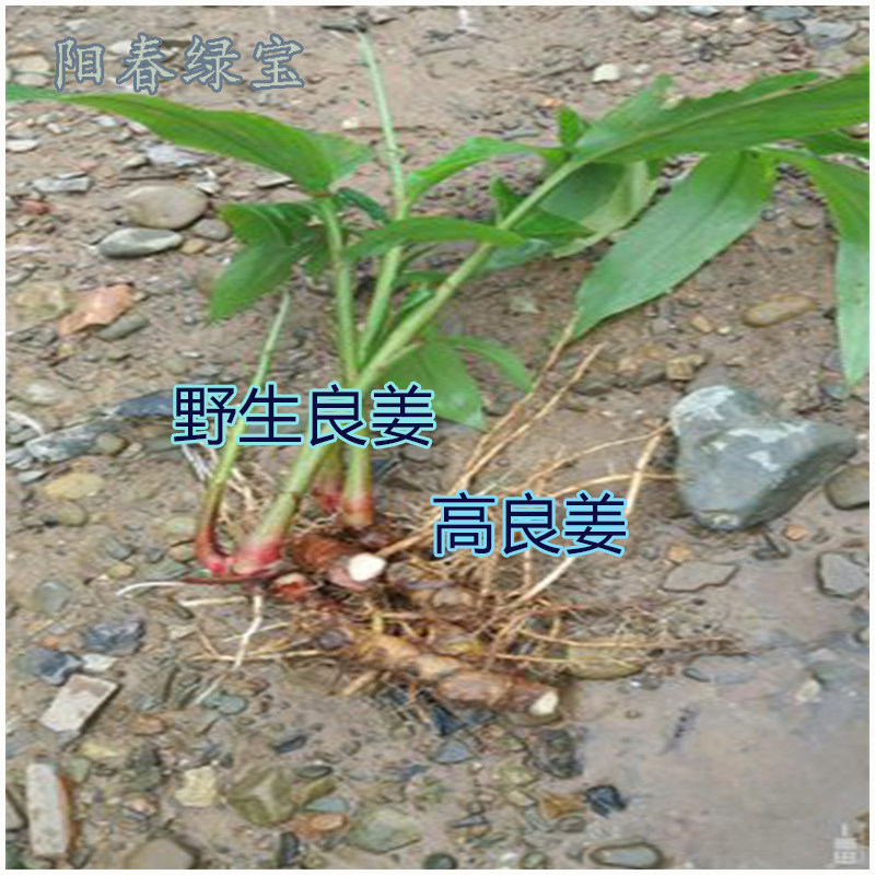小良姜 新鲜高良姜苗 高良姜 良姜叶 高良姜头 现挖现卖