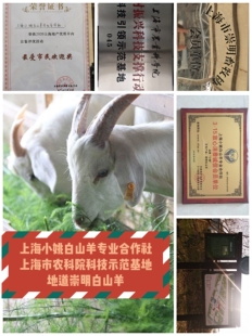 小姚崇明白山羊 上海农科院示范基地 地理标志授权 崇明羊肉现杀
