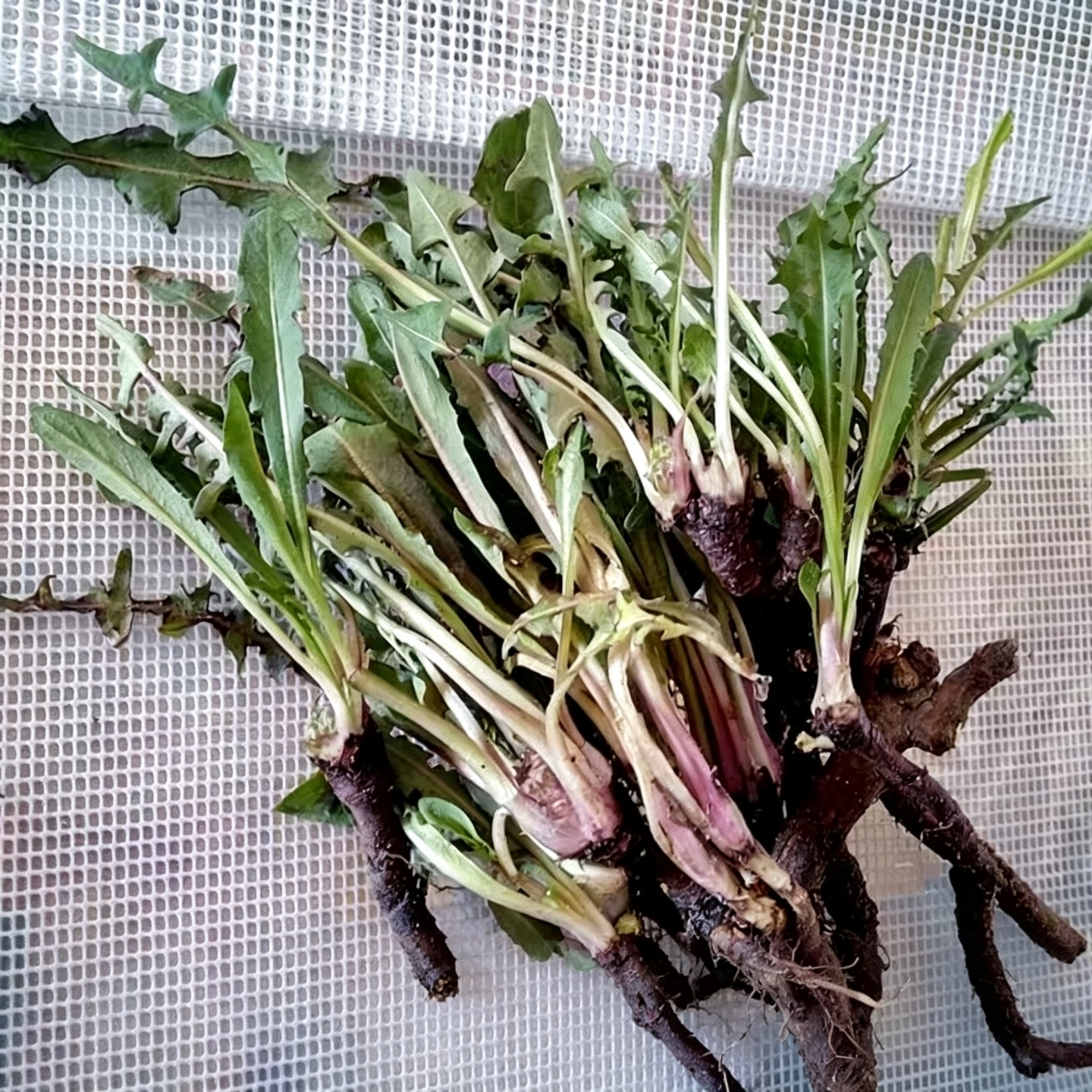 蒲公英新鲜野生野菜3斤包邮山东叶菜类