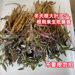 山东烟台野菜苦菜新鲜苦麻子苦碟子苦麦菜苦丁现挖 包邮