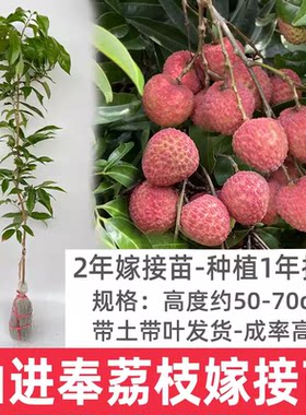 带土仙进奉东莞冰荔枝桂味树苗