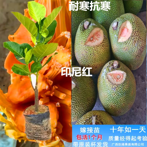 新品种印尼红菠萝蜜树苗当年结果