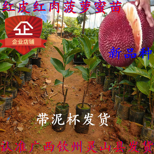 新品种红皮红肉菠萝蜜树苗