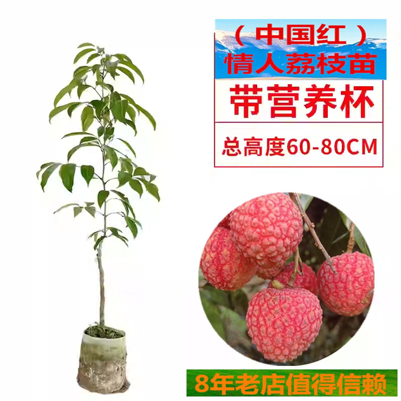 带营养杯中国红情人荔冰荔枝树苗