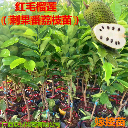 嫁接红毛榴莲苗刺果番荔枝树苗