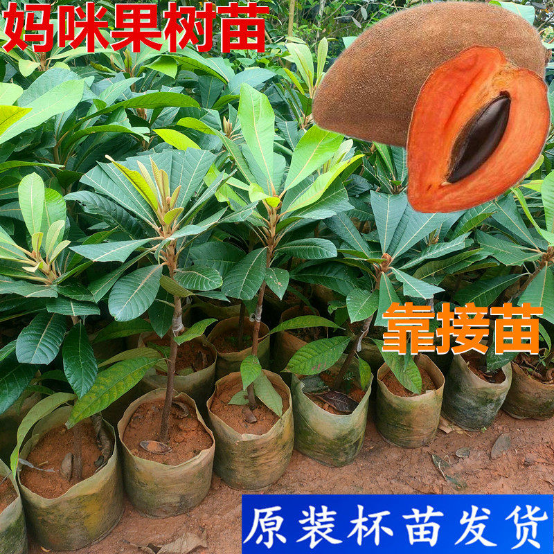 潘婷马嘉纳妈咪果树苗靠接苗红毛丹果苗盆栽榴莲嫁接荔枝树苗