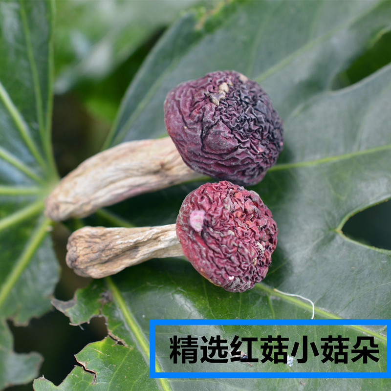 正宗云南思茅野生红菇小菇丁月子菇红椎菌干货煲汤鲜甜100g包邮
