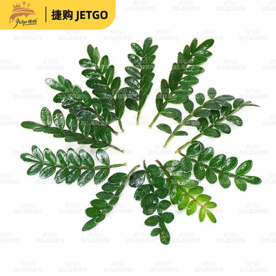 新鲜胡椒木叶清香木西餐酒店摆盘装饰花草蛋糕烘焙饮品装饰绿叶子