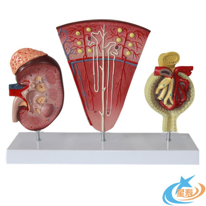 人体肾单位模型泌尿系统模型