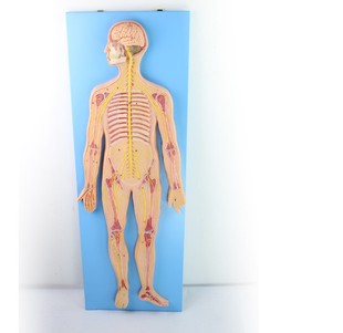 ENOVO颐诺人体神经系统解剖模型 中枢神经脑脊髓 医学 人体九大解