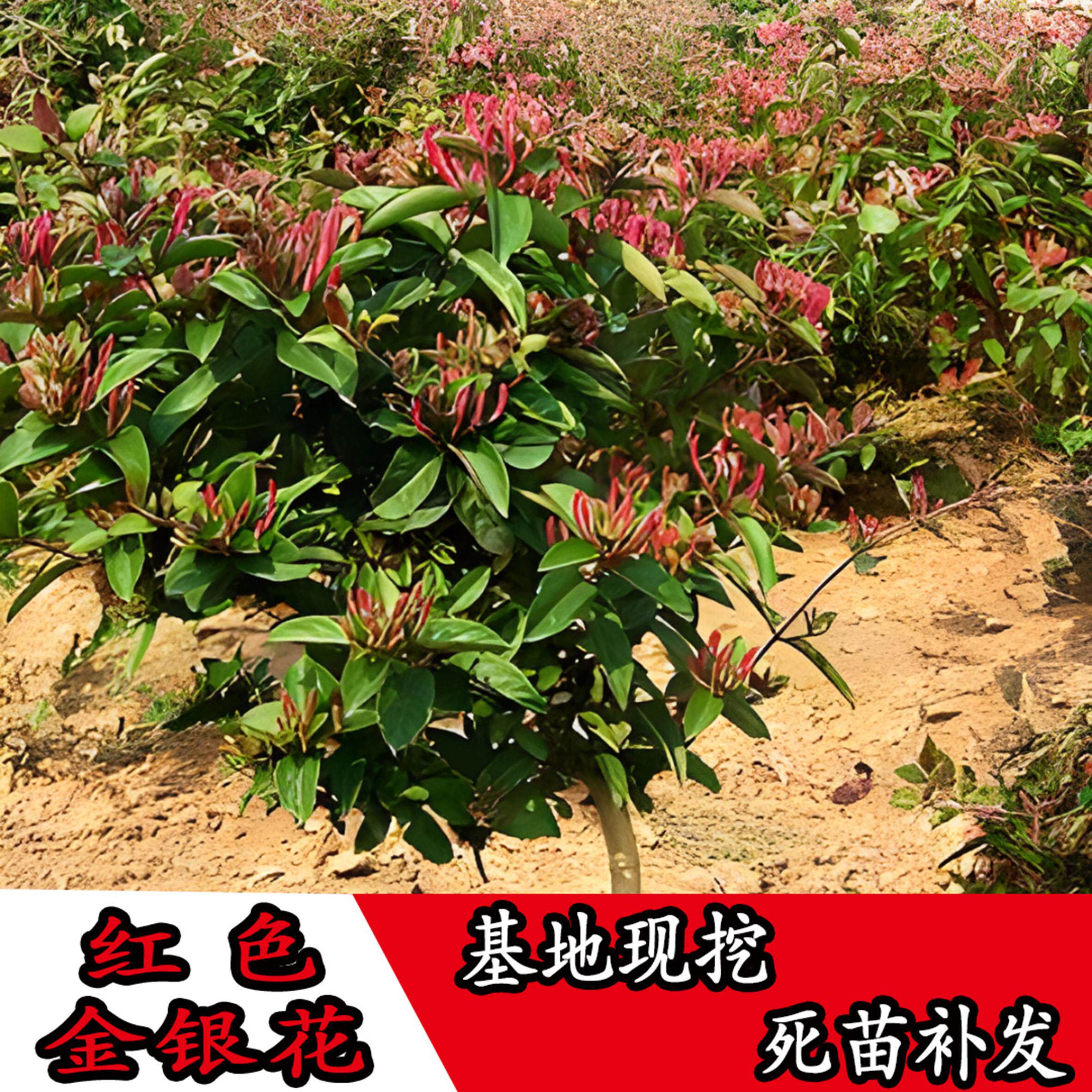 红色五彩金银花四季盆栽树苗可爬藤可泡茶可食用耐寒浓香型植物