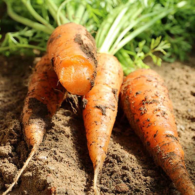 新鲜胡萝卜当水果吃口感脆甜农家种植非手指生吃宝宝辅食榨汁500g