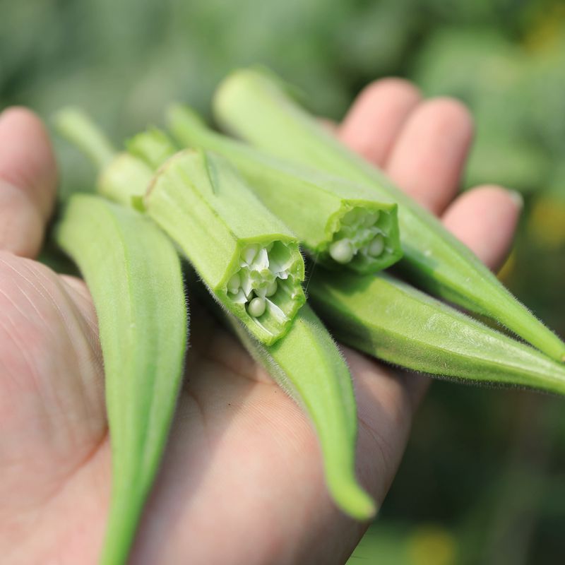 新鲜秋葵现摘现发密云农户自种营养价值丰富蔬菜沙拉鲜嫩蔬菜300g