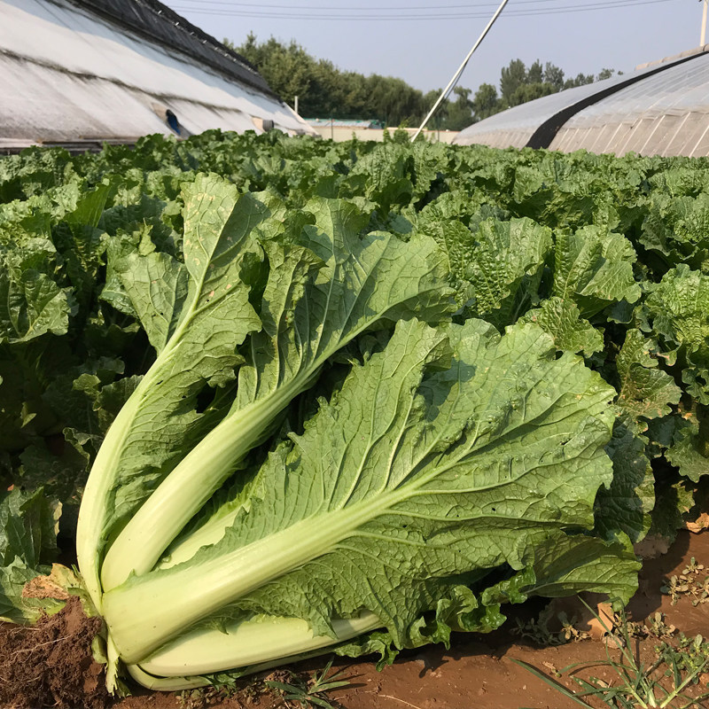 新鲜现摘大白菜老北京新鲜农家自种叶子蔬菜火锅食材一颗3斤以上