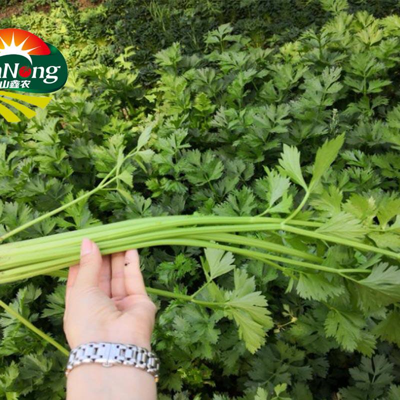Farm plant Water celery aroma Sanyue Celery fresh Farm Fresh hollow Little celery 500gin the Aquatic meat/Fresh fruits and vegetables/Cooked , Fresh vegetables/Vegetable products , Jingcai  category - from Buy2taobao.com to provide professional Taobao agent buy service