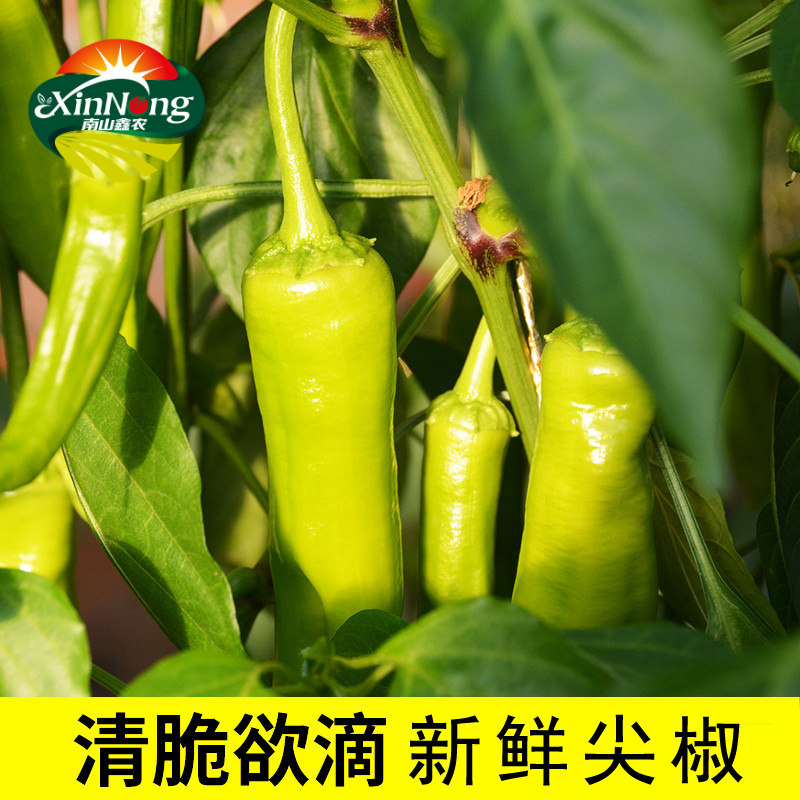 新鲜尖椒辣椒时令蔬菜做咸菜特虎皮尖椒很辣农家自种现摘现发500g