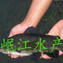云斑鮰鱼苗云斑回黄腊丁黄辣丁水花乌籽淡水鱼苗渔场直销包邮包活