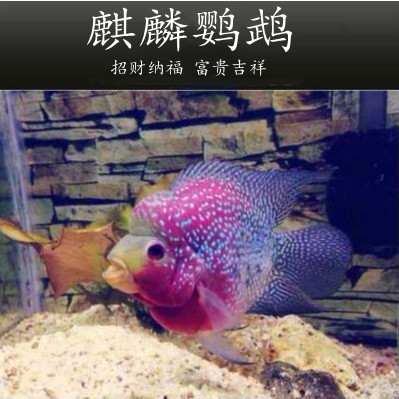麒麟鹦鹉十八罗汉鱼热带观赏鱼大型混养活体元宝风水招财发财宠物