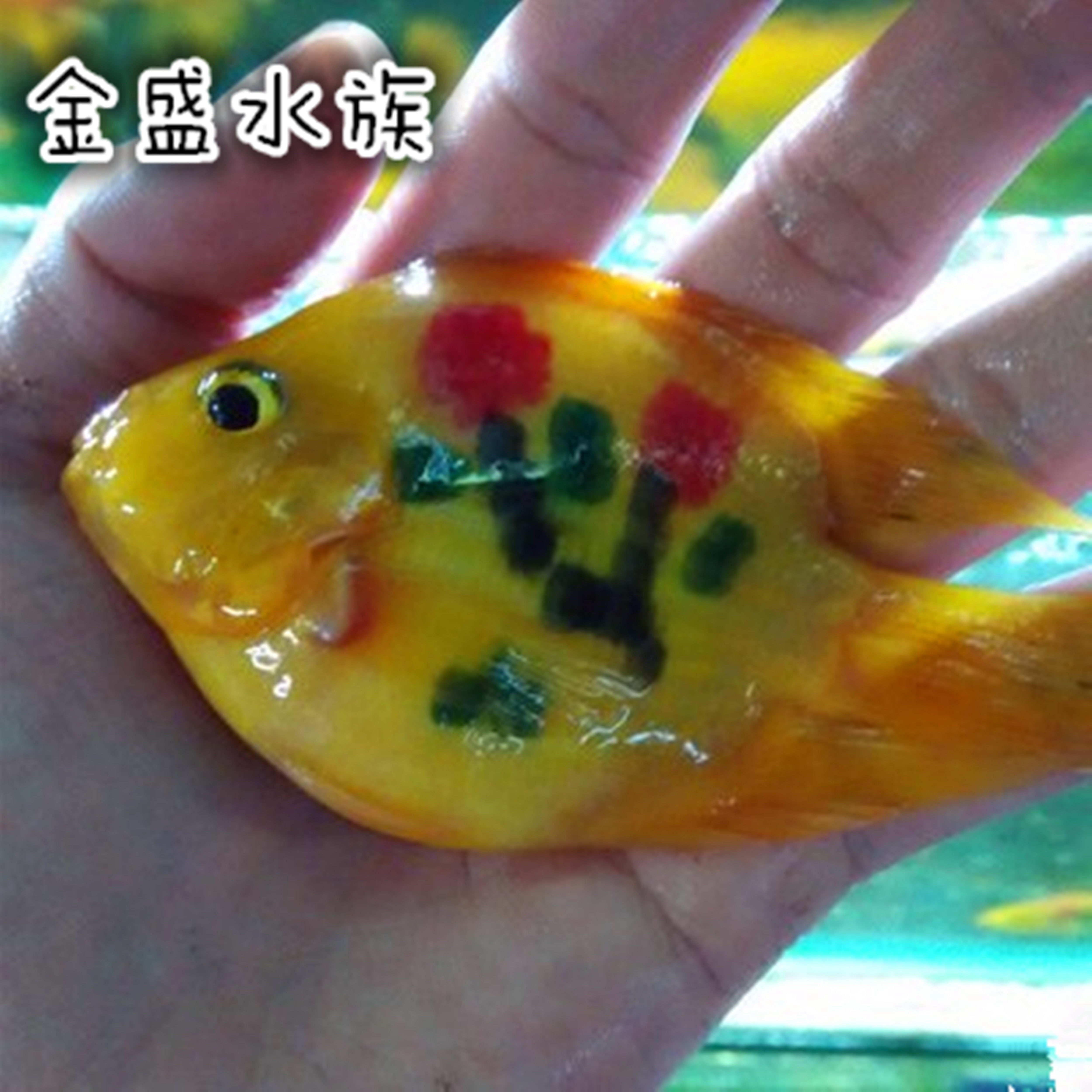 梅花鹦鹉鱼发财鱼元宝财神鱼活鱼风水鱼中大型混养招财热带观赏鱼