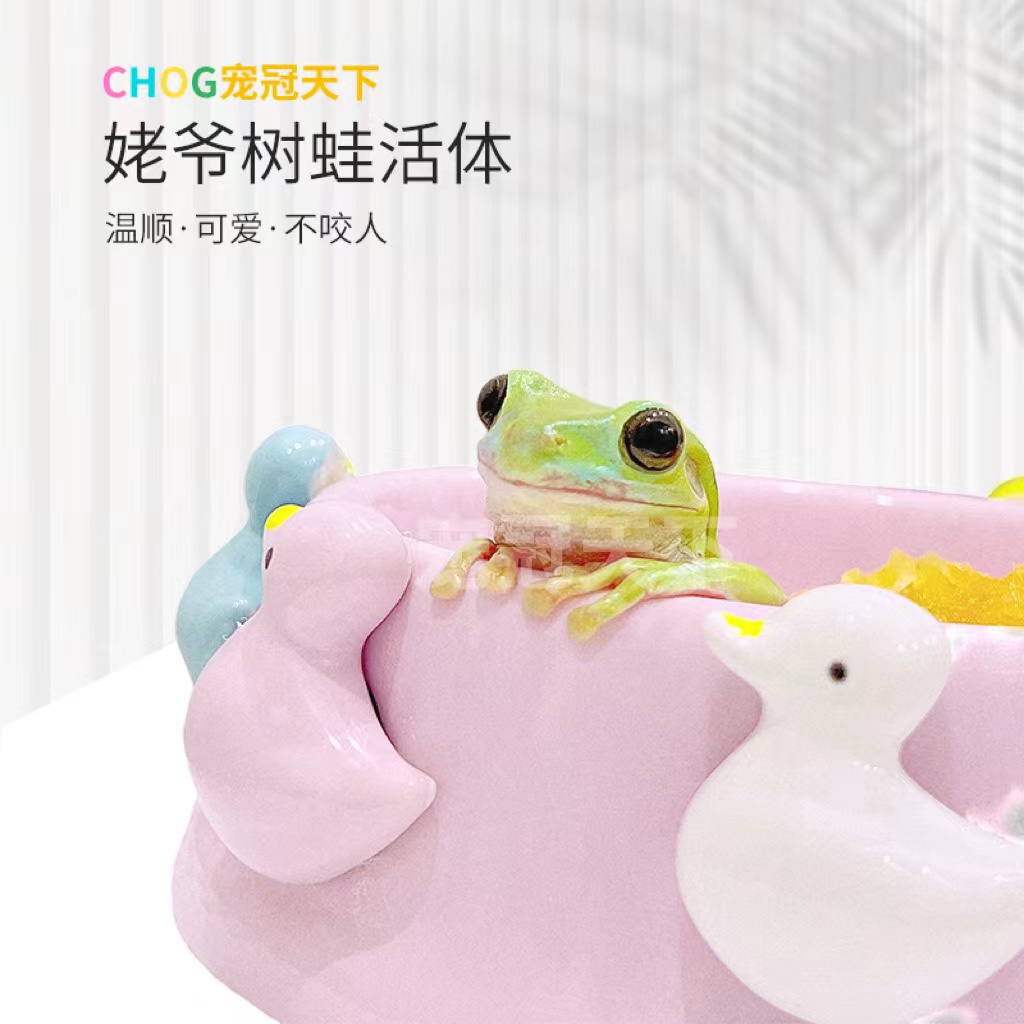 宠冠天下树蛙活体包邮包活