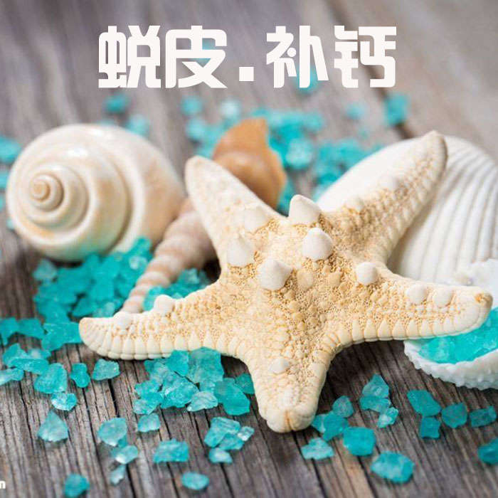 补钙装饰海星作用如同爬虫缸