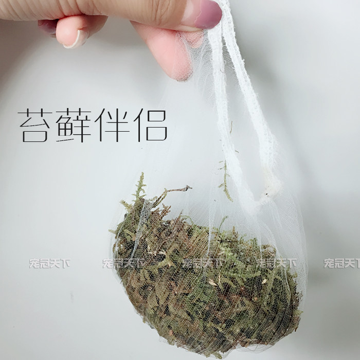 苔藓伴侣 保持缸整洁的小秘密 一个质量不好的网兜