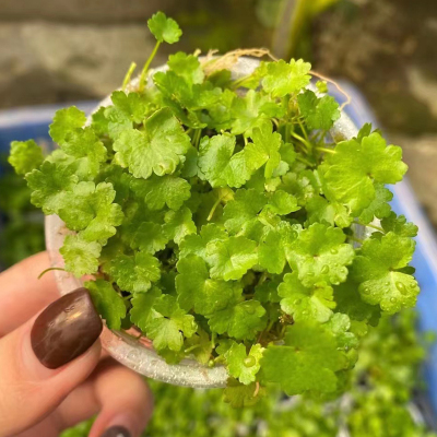 迷你天湖葵果冻杯鱼缸造景前中景带根天胡荽水草场直发淡水草植物