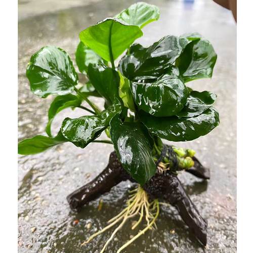 单头树枝木金钱榕水榕水草缸鱼缸造景懒人水培增氧阴性淡活体植物