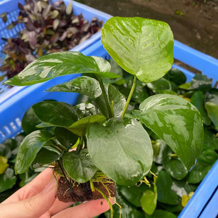 火山石大叶榕鱼缸造景水草场直发懒人活体水草增氧阴性淡水榕水草