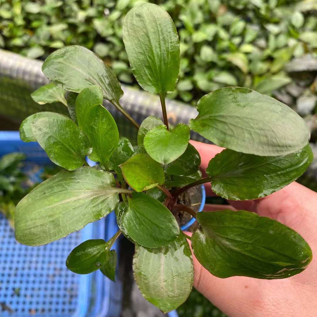 圆叶椒草杯装水草鱼缸造景前中后景新手水草增氧阴性淡水活体植物