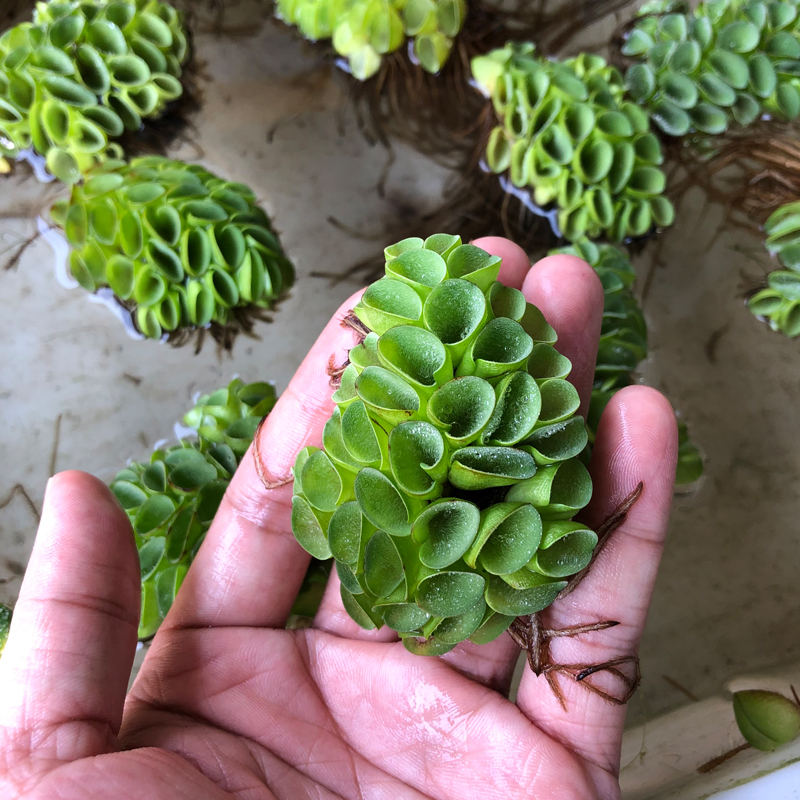肚兜萍鱼龟草缸造景易养浮萍懒人净化水质水培漂浮增氧阴性淡水草,宠物/宠物食品及用品,水草,淘宝优惠券,粉丝福利购,淘宝优惠卷